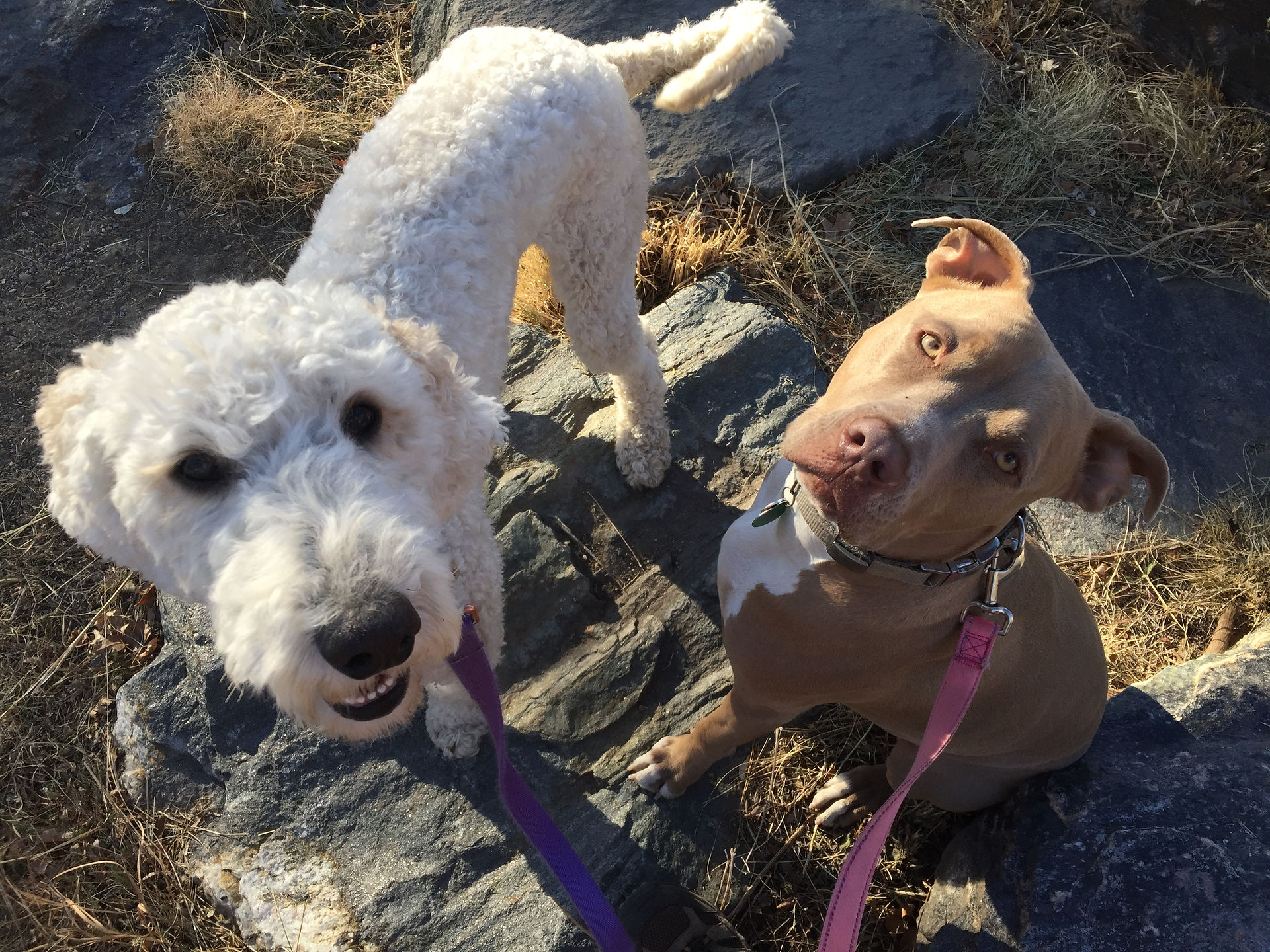 Imogene, Rey