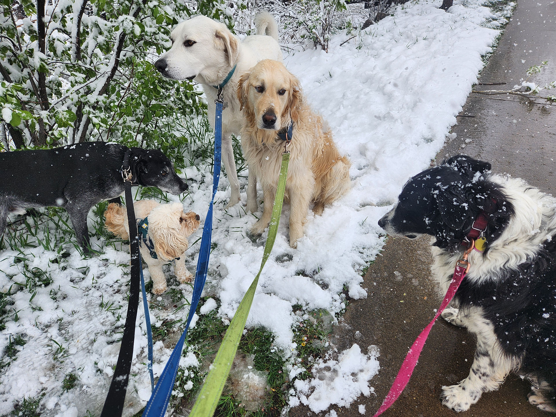 Dylan, Carl, Alfie, Lumi, Ruffers