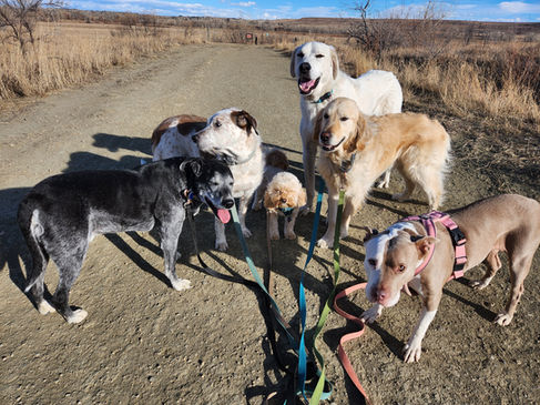 Dylan, Griff, Carl, Alfie, Lumi, Lou