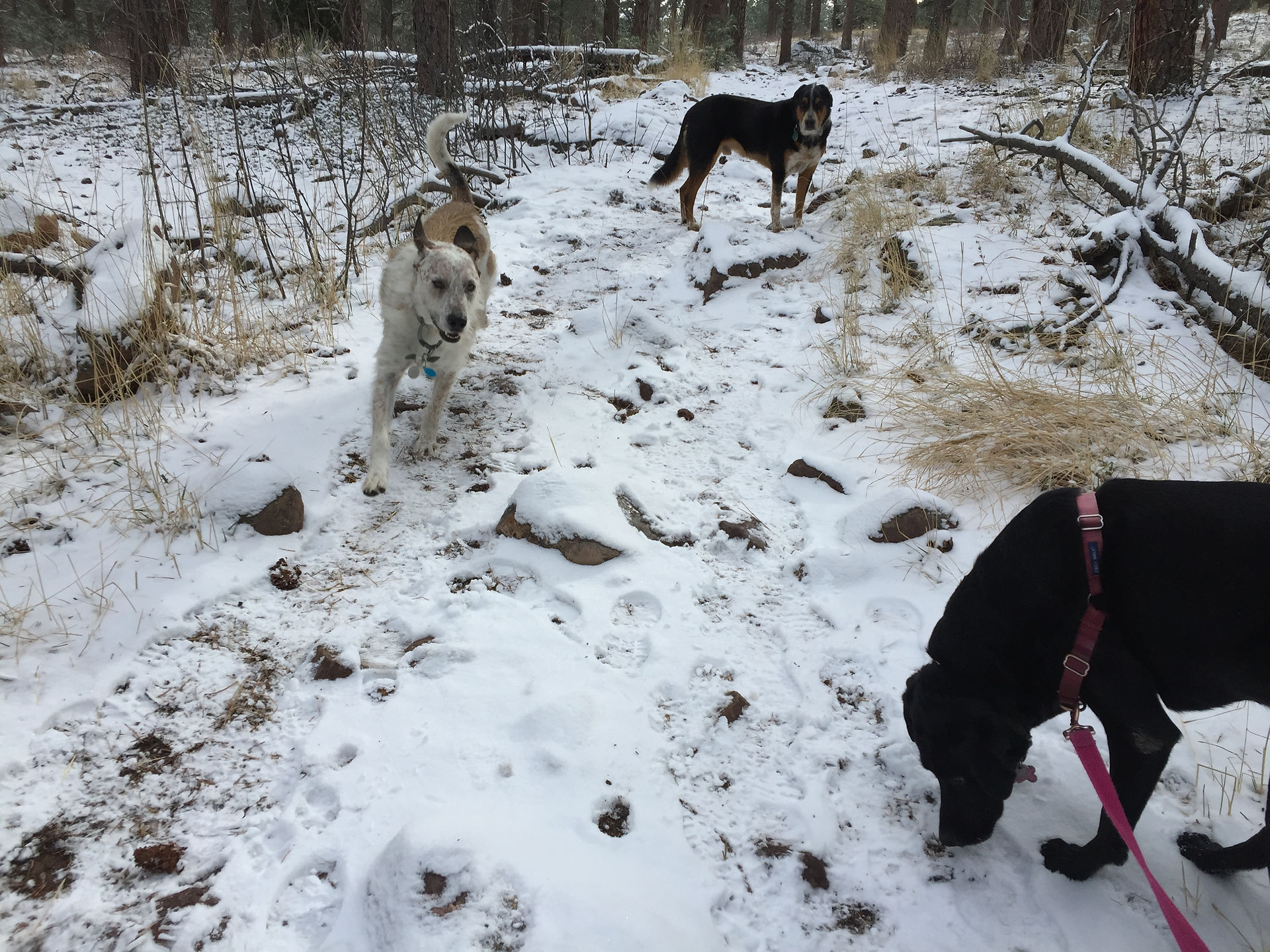 Griff, Sputnik, Racer