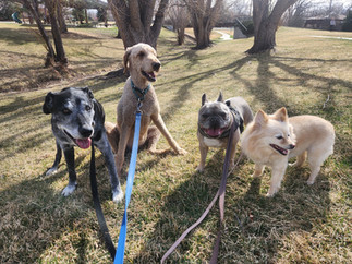 Dylan, Milo, Blu, Gidget