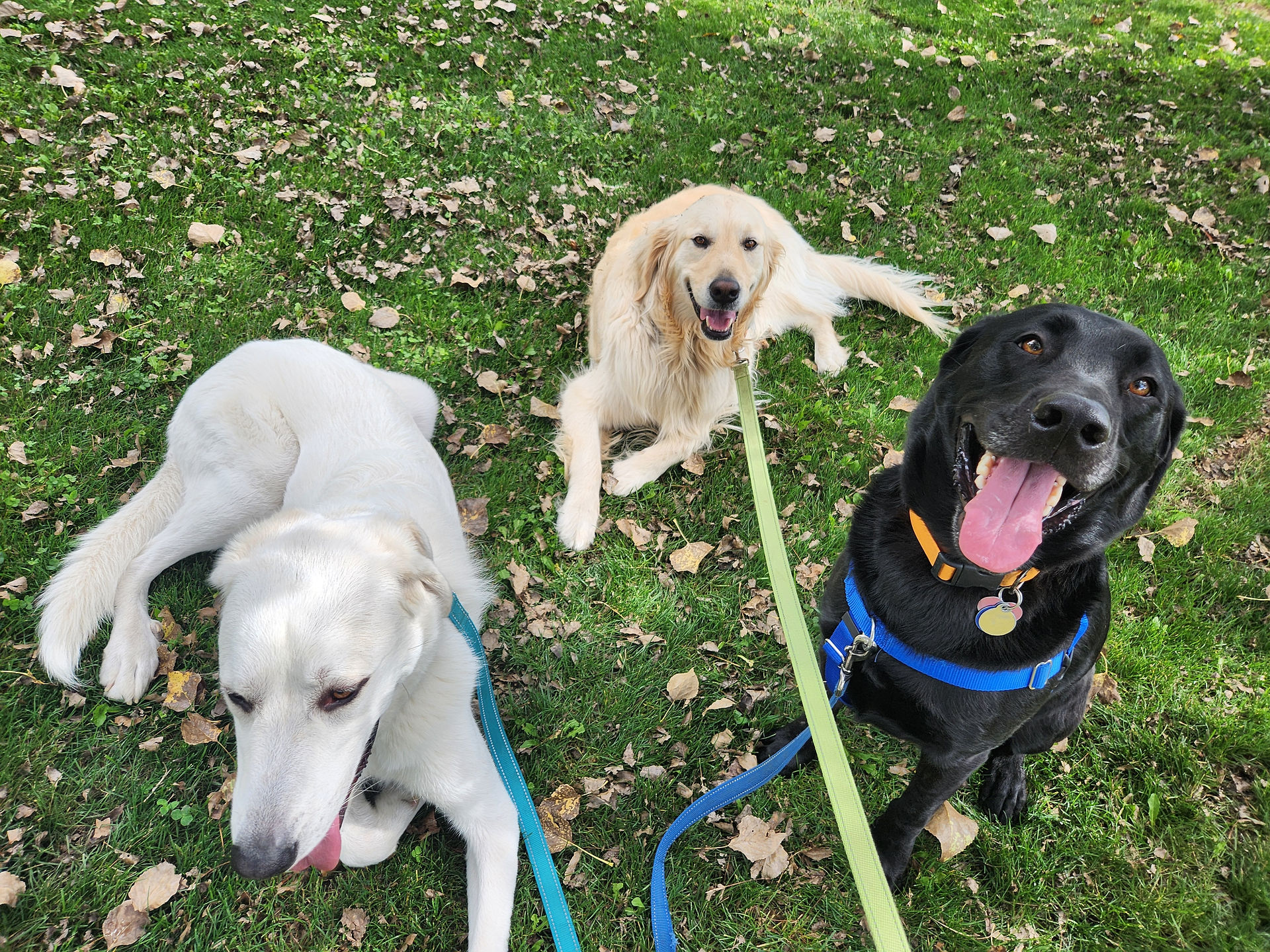 Alfie, Lumi, Yoshi