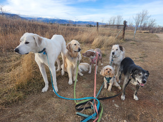 Alfie, Lumi, Lou, Carl, Griff, Dylan