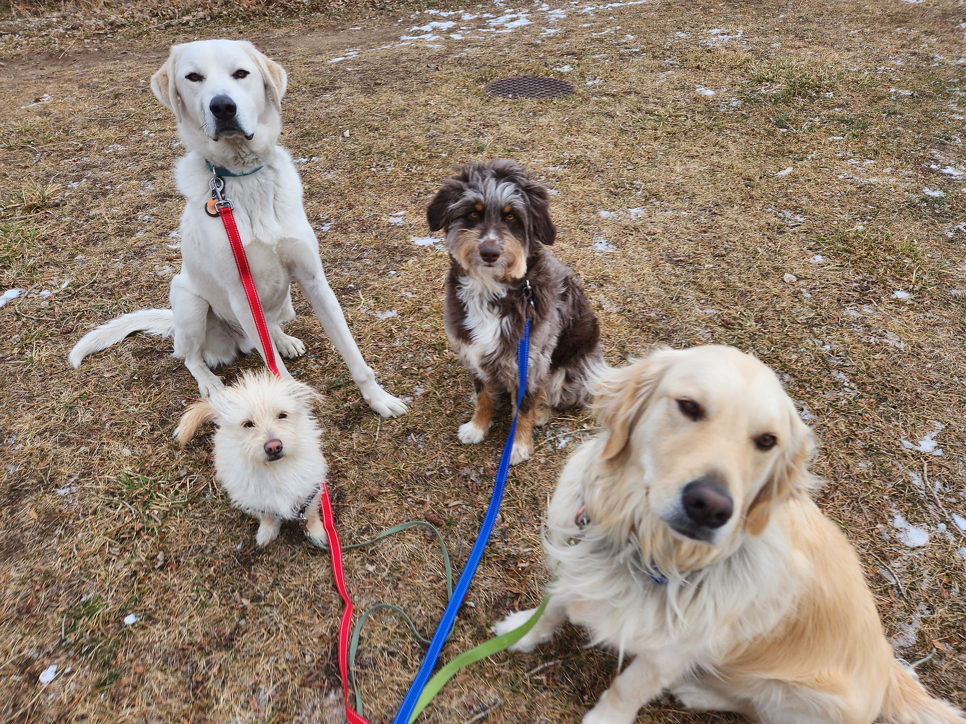 Alfie, Buddy, Archie, Lumi