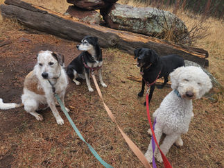 Griff, Arlo, Racer, Imogene