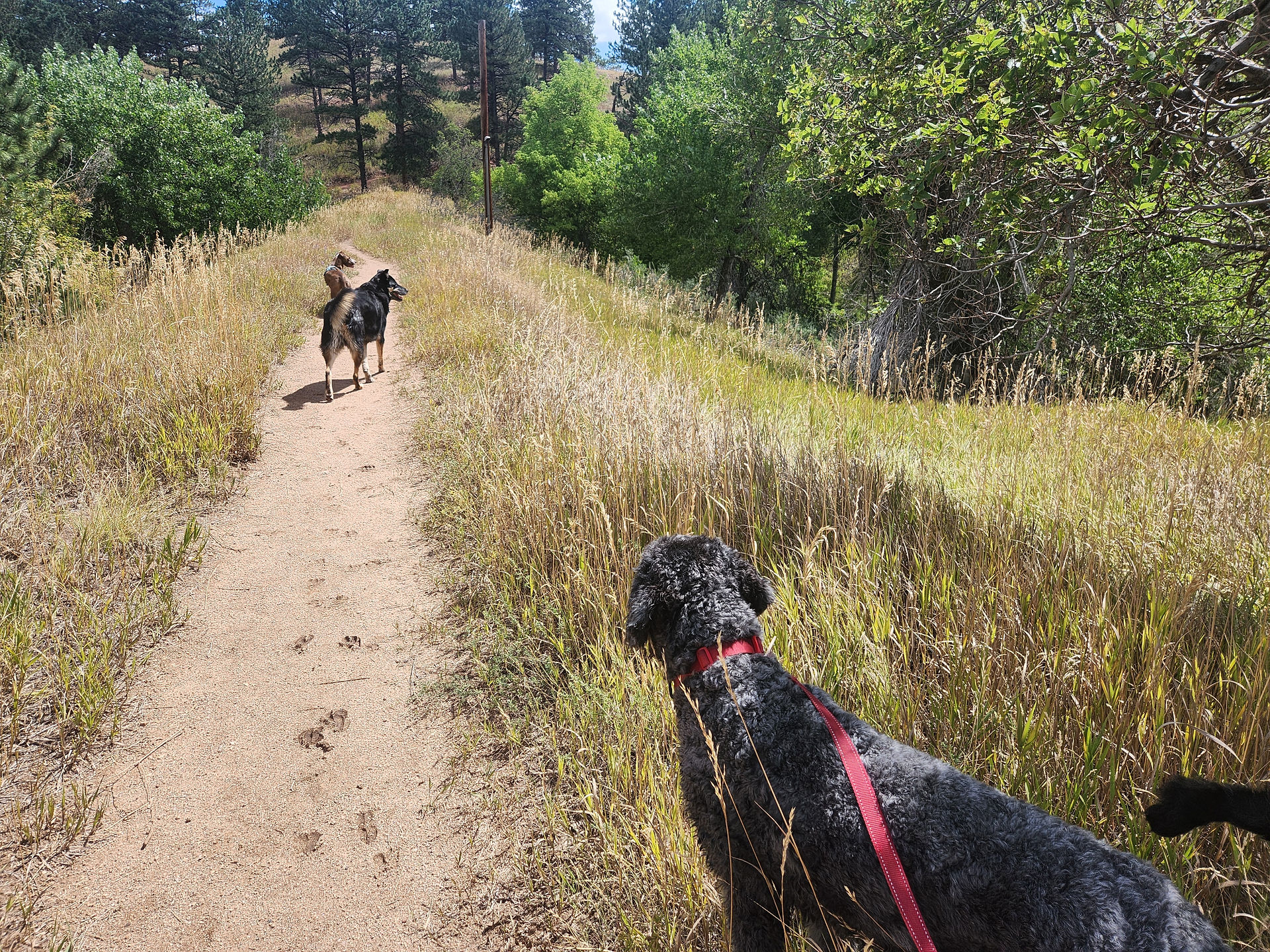 Lucy, Bear, Tozai