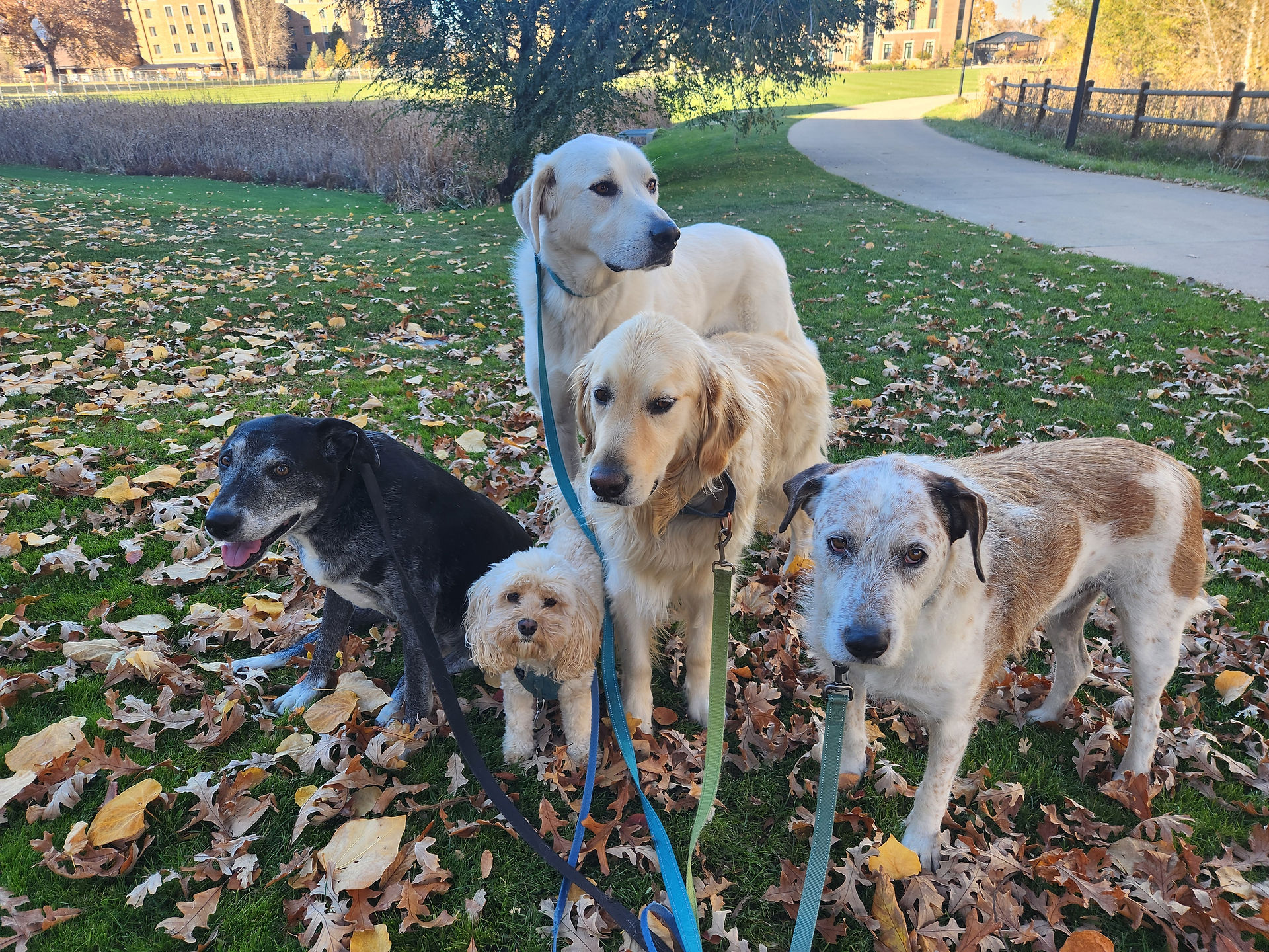 Dylan, Carl, Alfie, Lumi, Griff