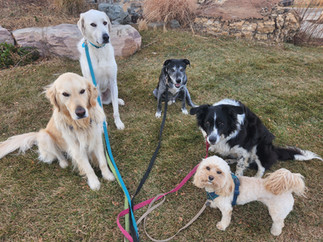 Lumi, Alfie, Dylan, Ruffers, Carl