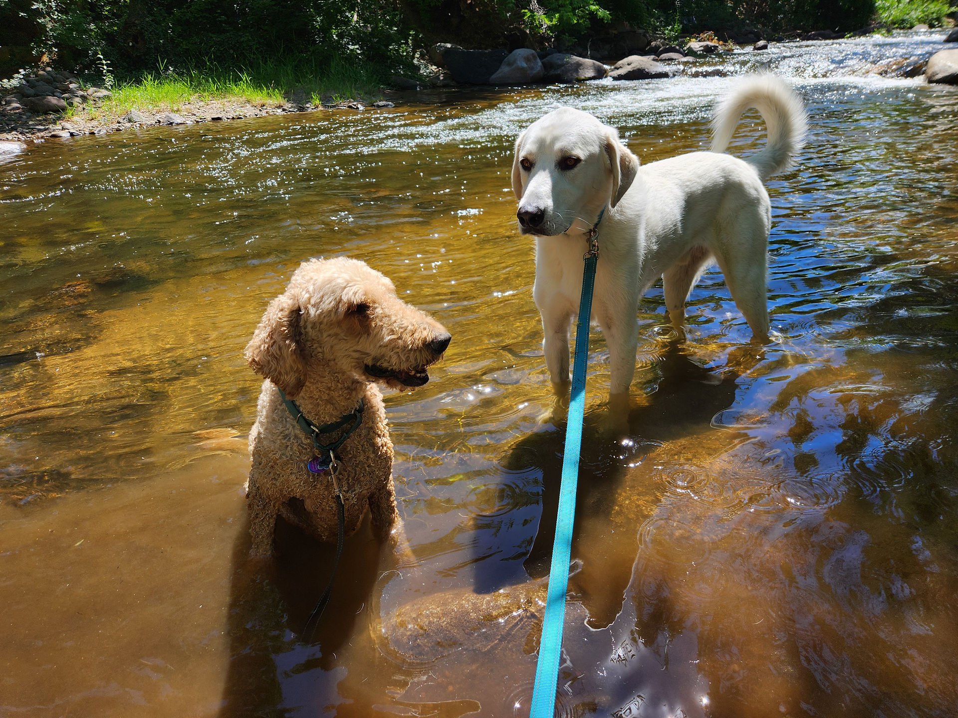 Milo, Alfie
