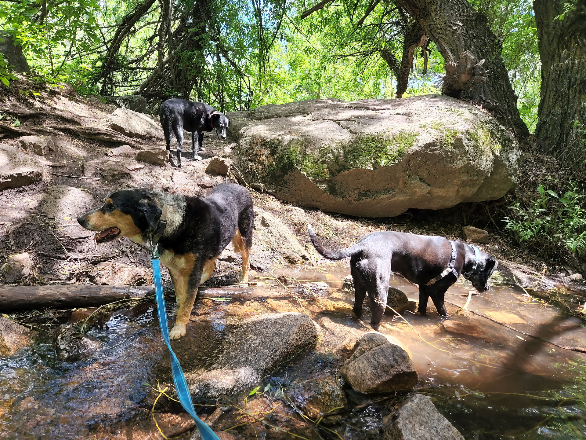 Sputnik, Dylan, Avo
