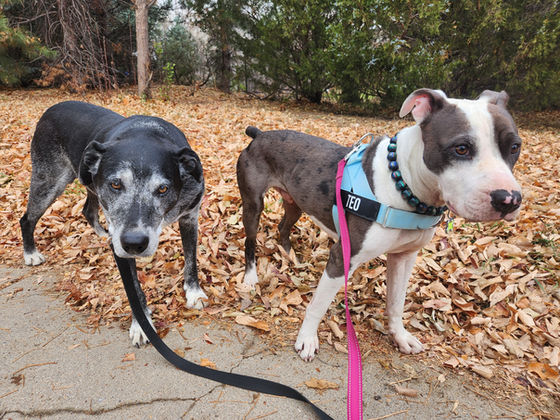 Friday Pack Activities (11/21/2025)