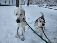 Alfie, Griff, Carl, Lumi, Dylan