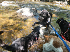 Arlo, Tozai, Griff, Racer
