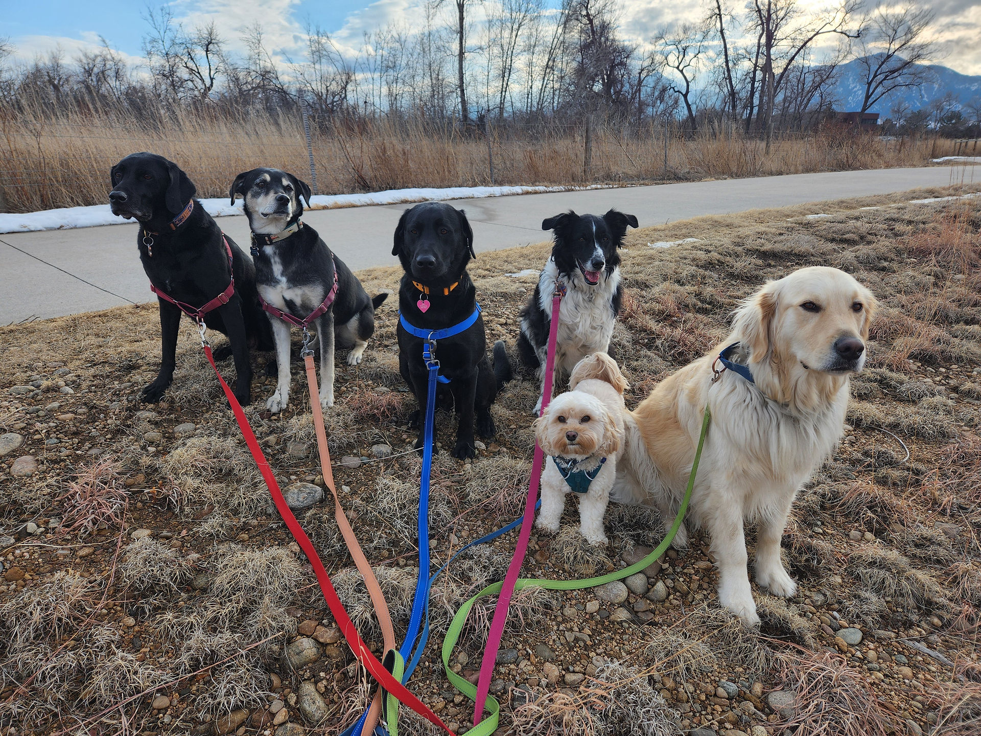 Racer,Arlo,Yosh,Ruff,Carl,Lumi