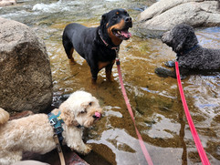 Carl, Sanni, Tozai