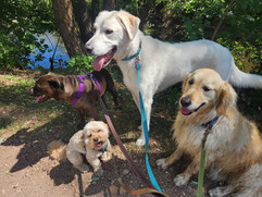 Kona, Carl, Alfie, Lumi