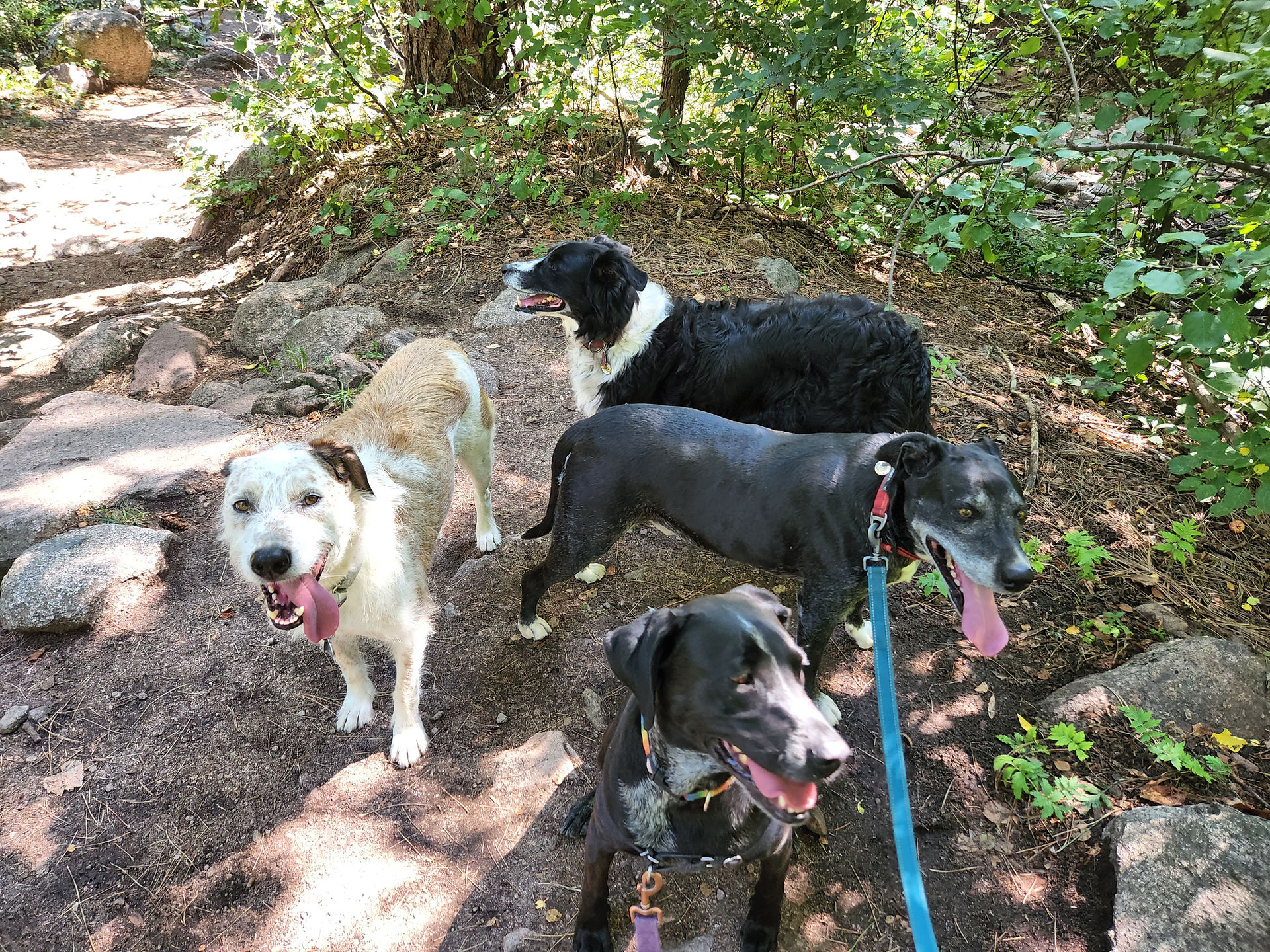 Griff, Ruffers, Dylan, Avo