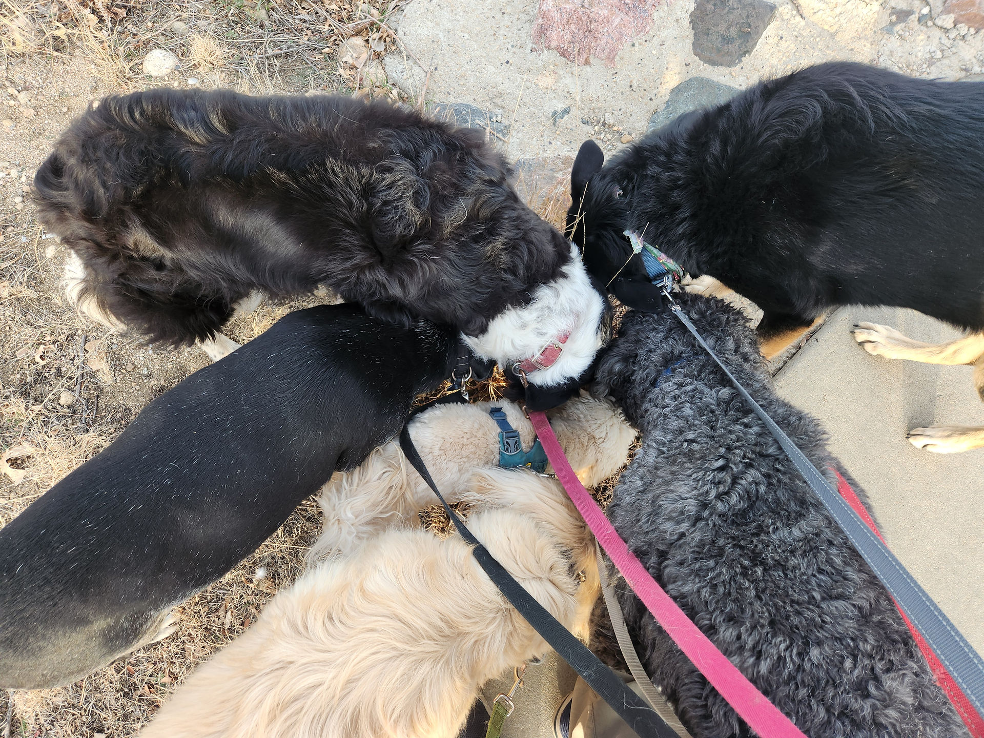 Dylan, Carl, Lumi, Ruffers, Bear, Tozai