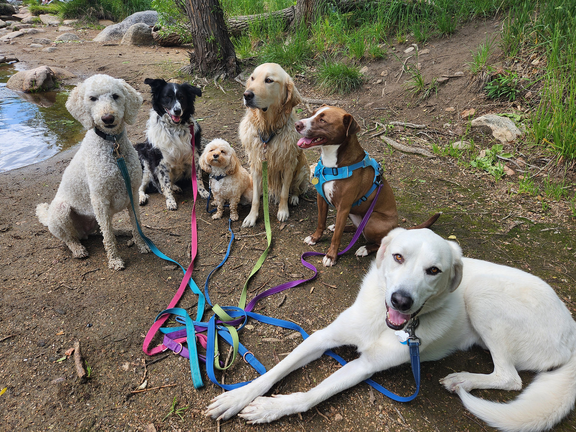 Imogene, Ruffers, Carl, Lumi, Lucy, Alfie