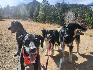 Wednesday Pack Activities (3/18/2026)