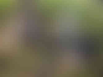 Lumi, Dylan, Carl, Alfie, Ruffers