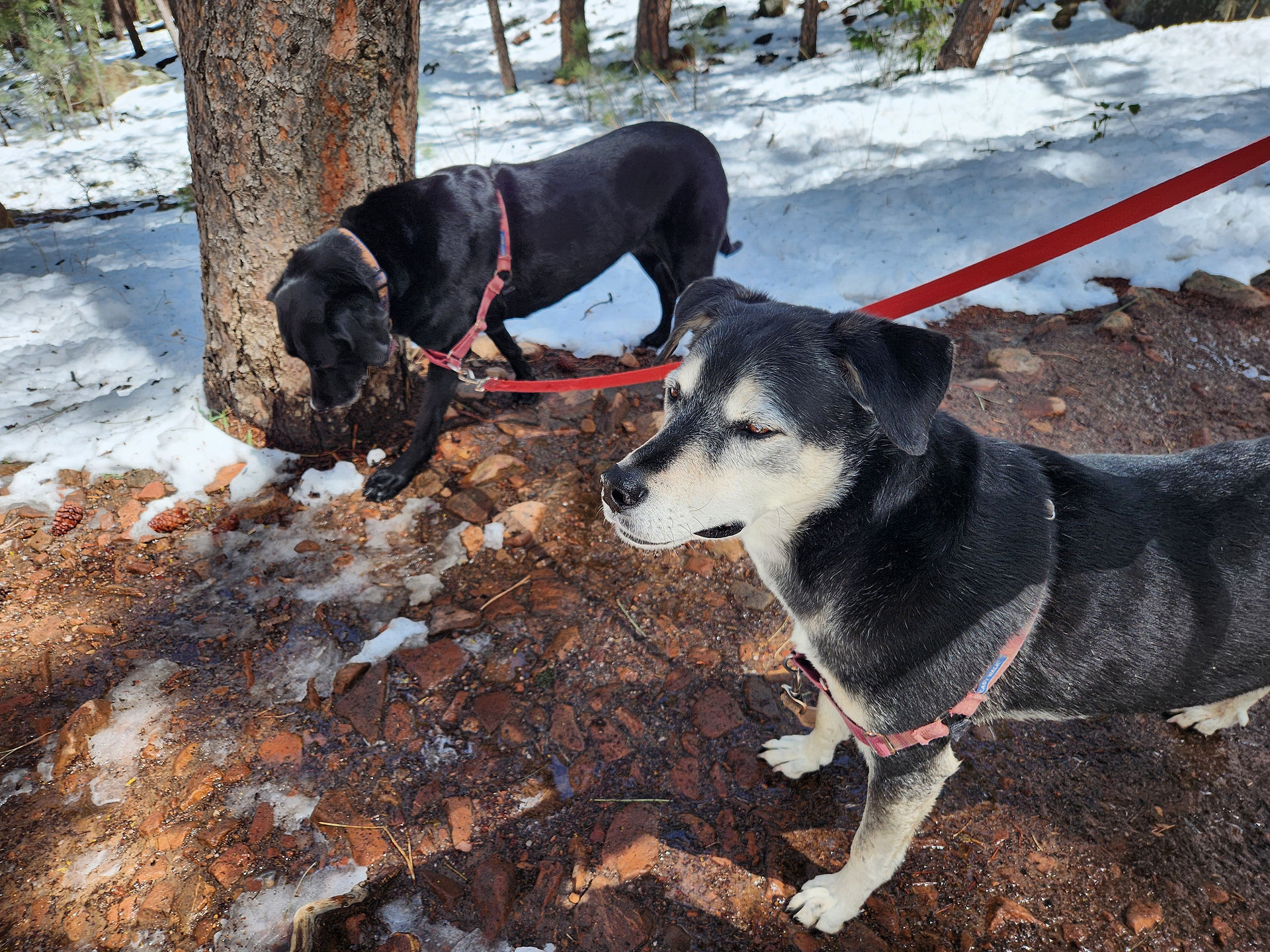 Racer, Arlo