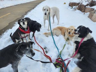 Dylan, Arlo, Racer, Alfie, Lumi, Ruffers