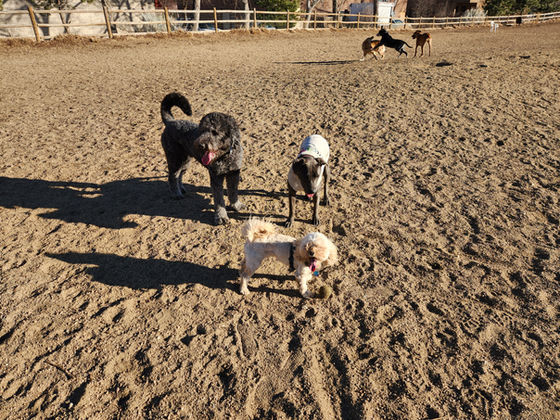 Thursday Pack Activities (1/29/2026)