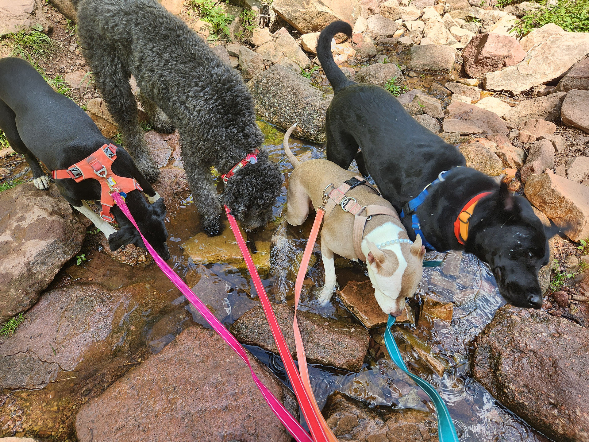 Nelly, Tozai, Lou, Yoshi