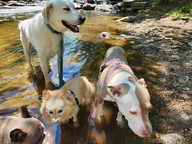Blu, Gidget, Alfie, Lou