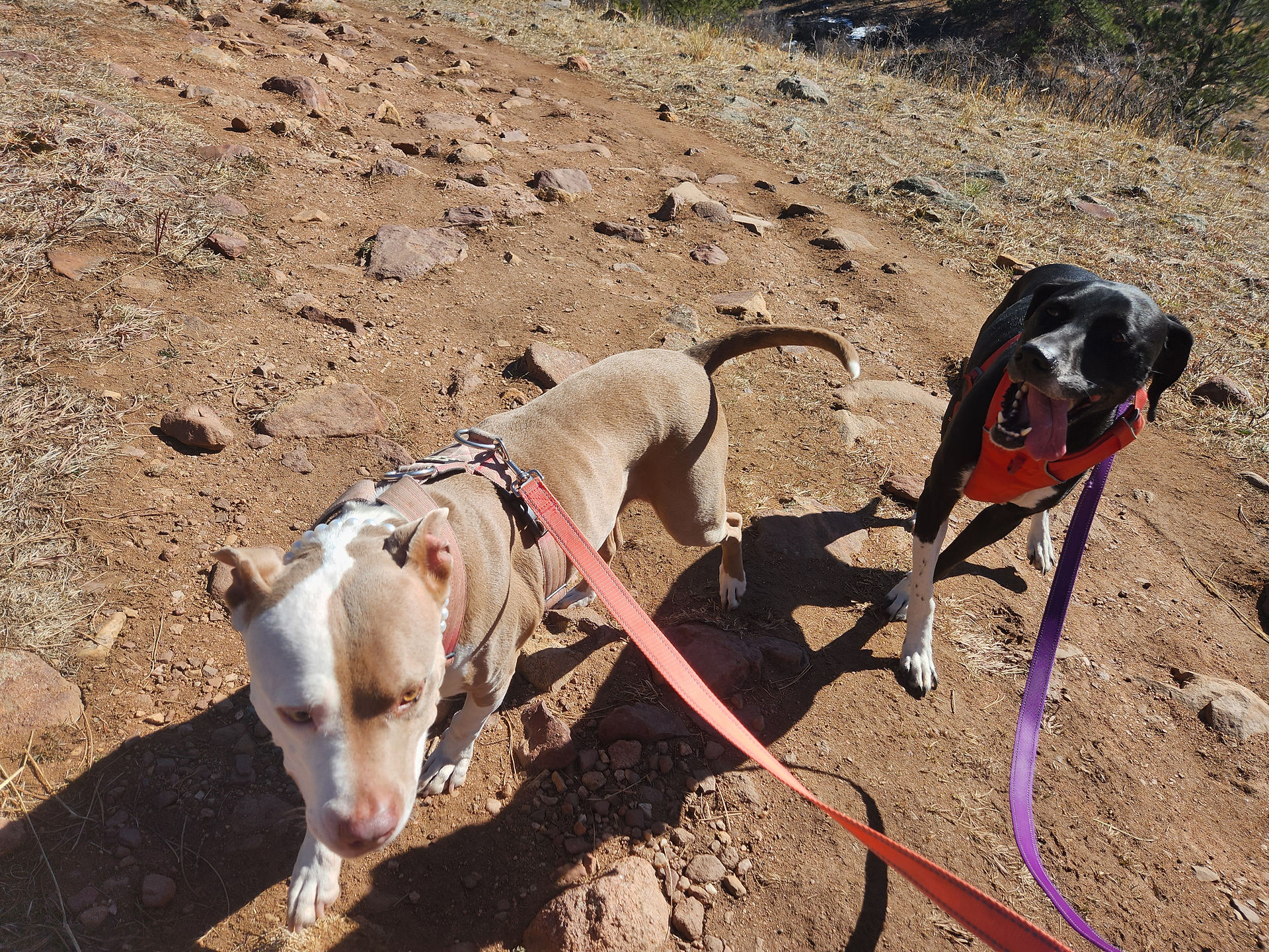 Lou, Nelly