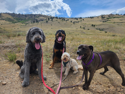 Tozai, Sanni, Carl, Kona