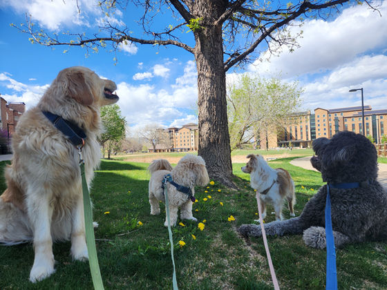 Tuesday Pack Activities (4/7/2026)