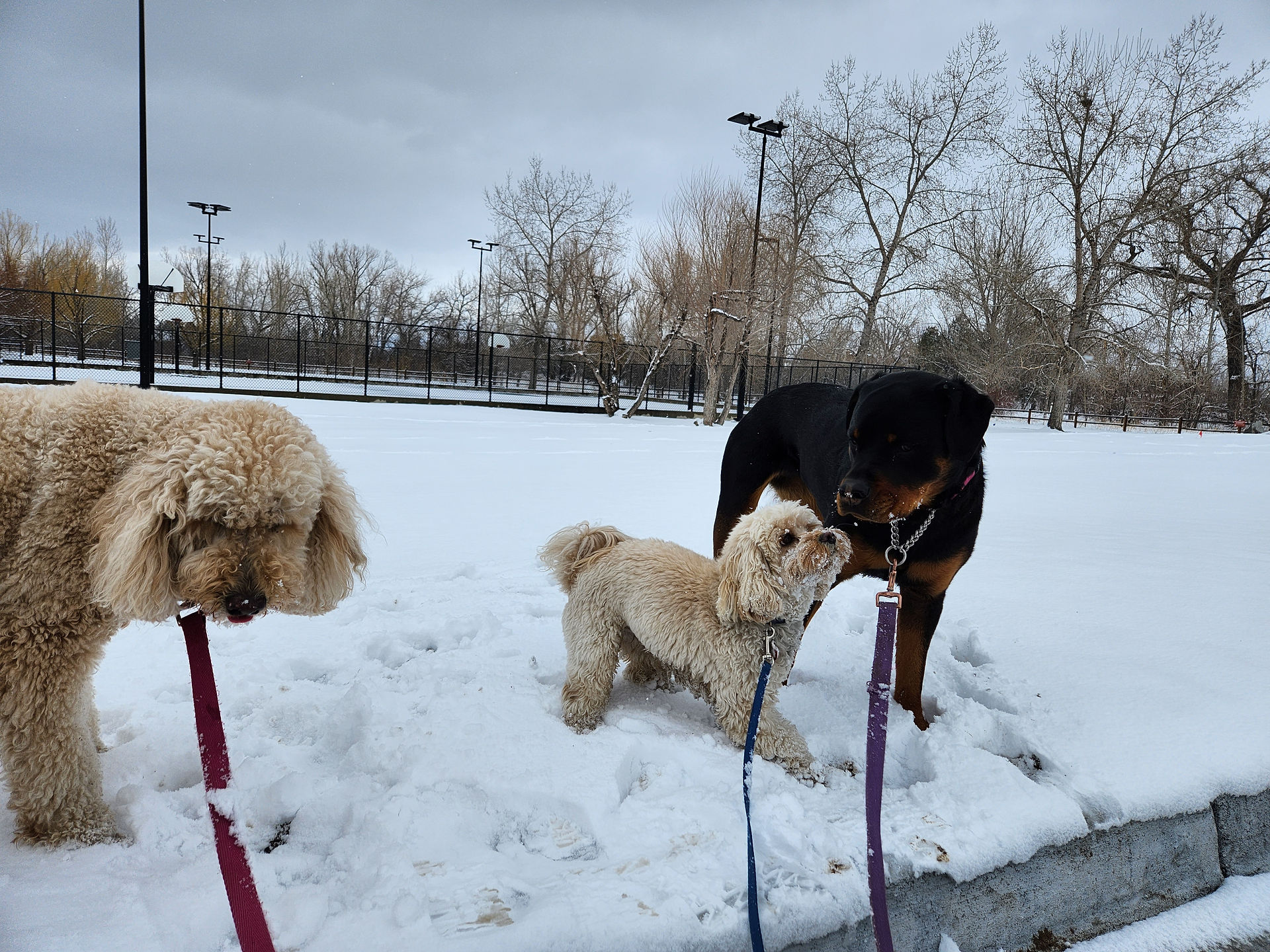 Zoey, Carl, Sanni