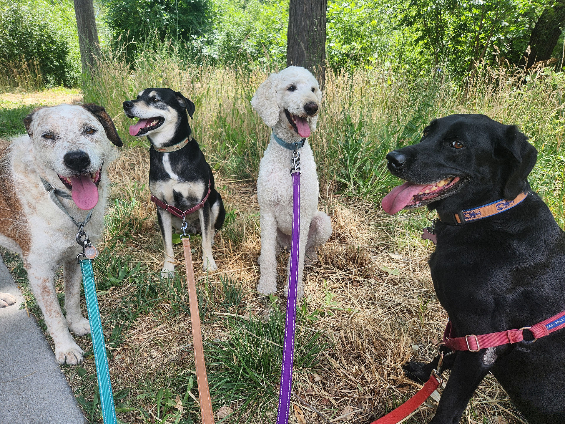Griff, Arlo, Imogene, Racer