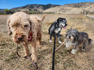 Wednesday Pack Activities (4/8/2026)