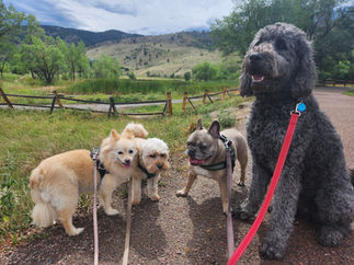 Gidget, Carl, Blu, Tozai