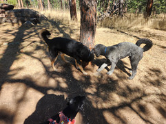 Nelly, Bear, Tozai
