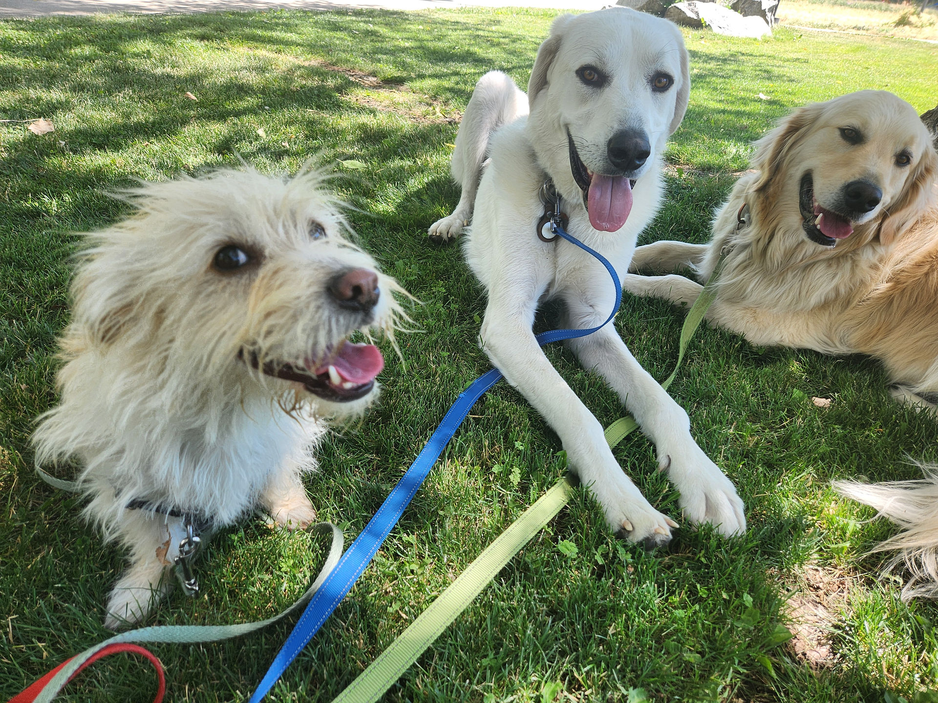 Buddy, Alfie, Lumi