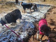 Ruffers, Bear, Tozai, Nelly