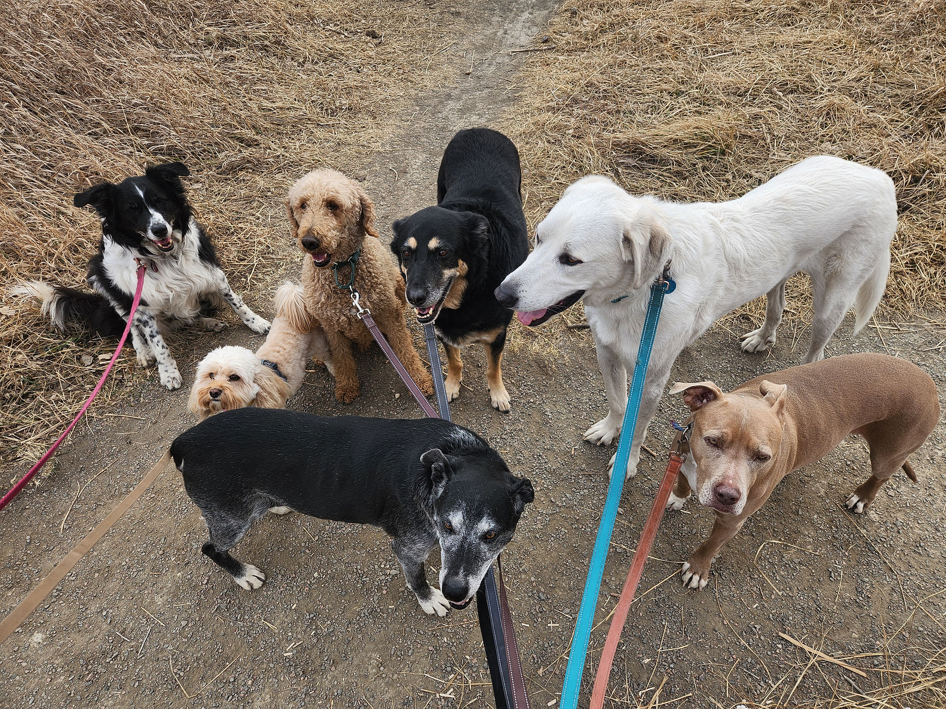 Ruffers, Carl, Milo, Bear, Dylan, Alfie, Rey