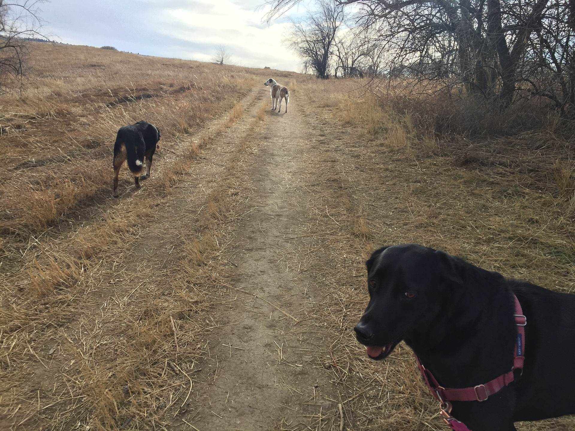 Sputnik, Griff, Racer