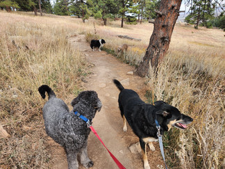 Dylan, Carl, Alfie, Lumi, Lou