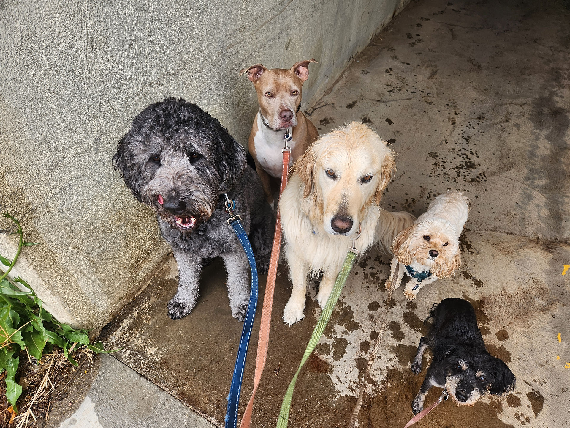 Tozai, Rey, Lumi, Carl, Viv