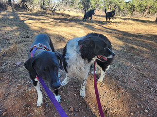 Nelly, Ruffers, Tozai, Bear