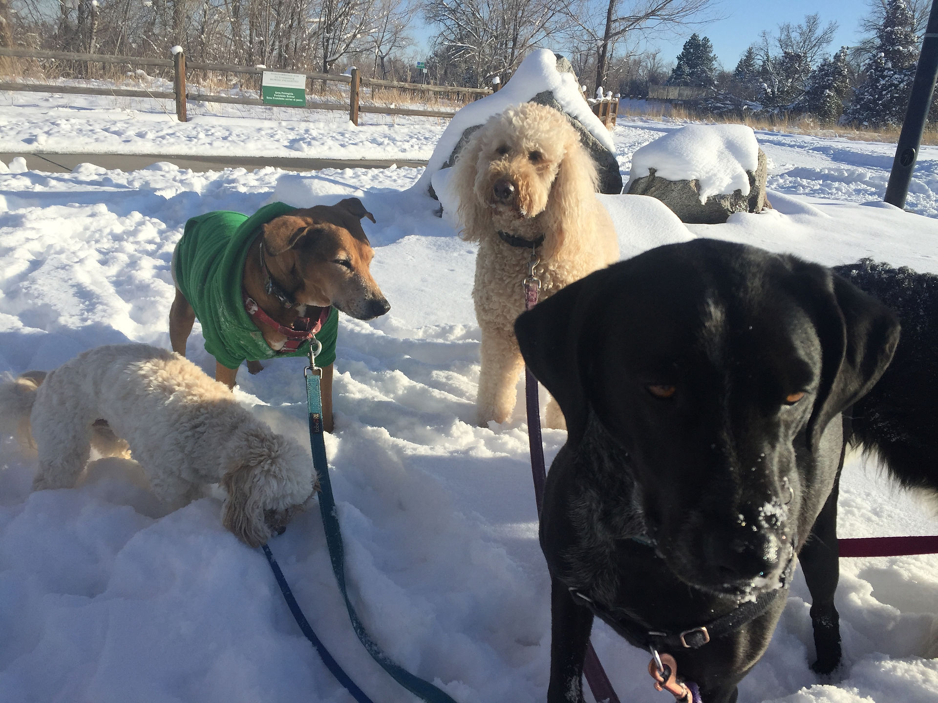 Carl, Mamacita, Zoey, Avo