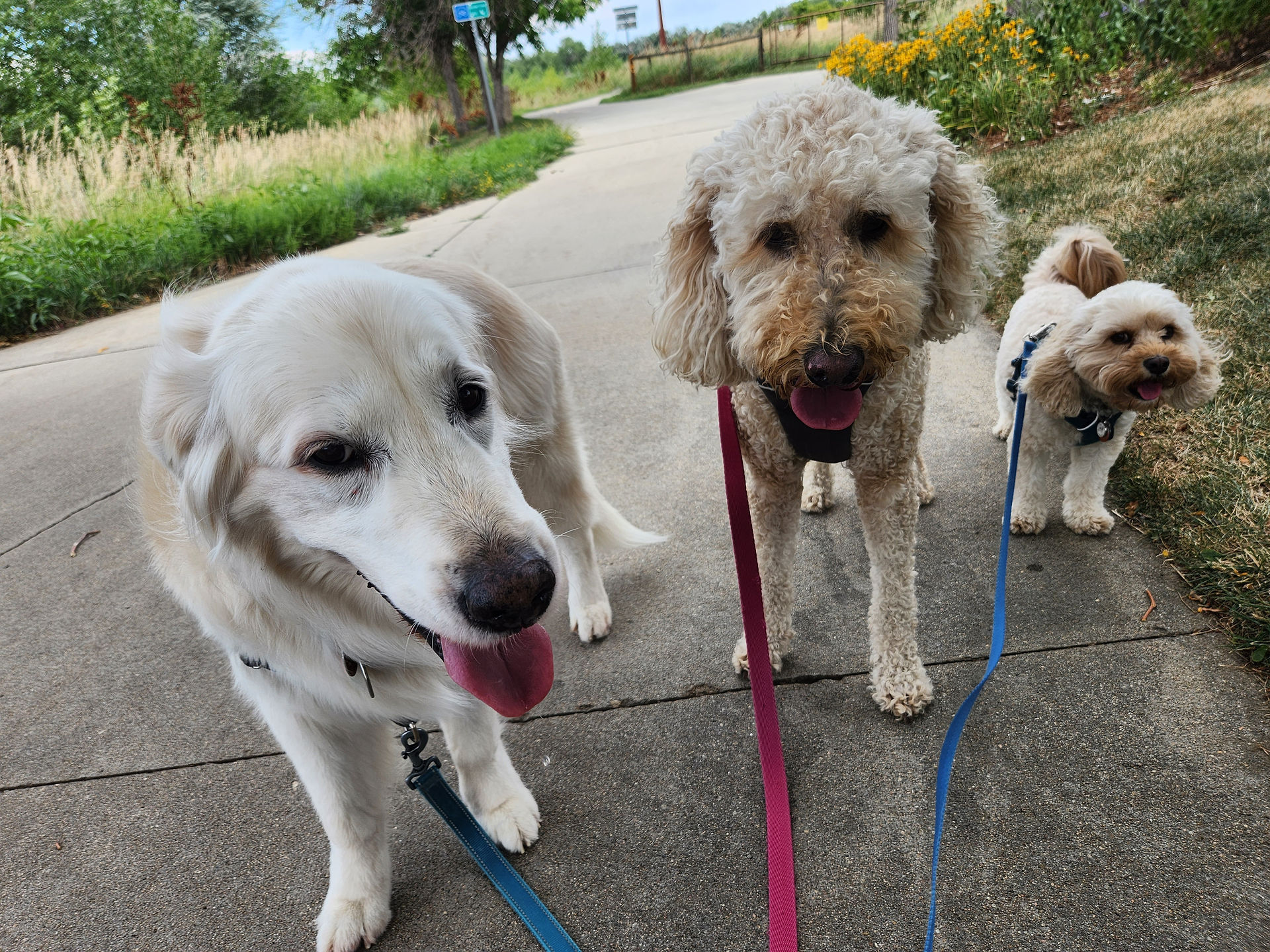 Clover, Zoey, Carl