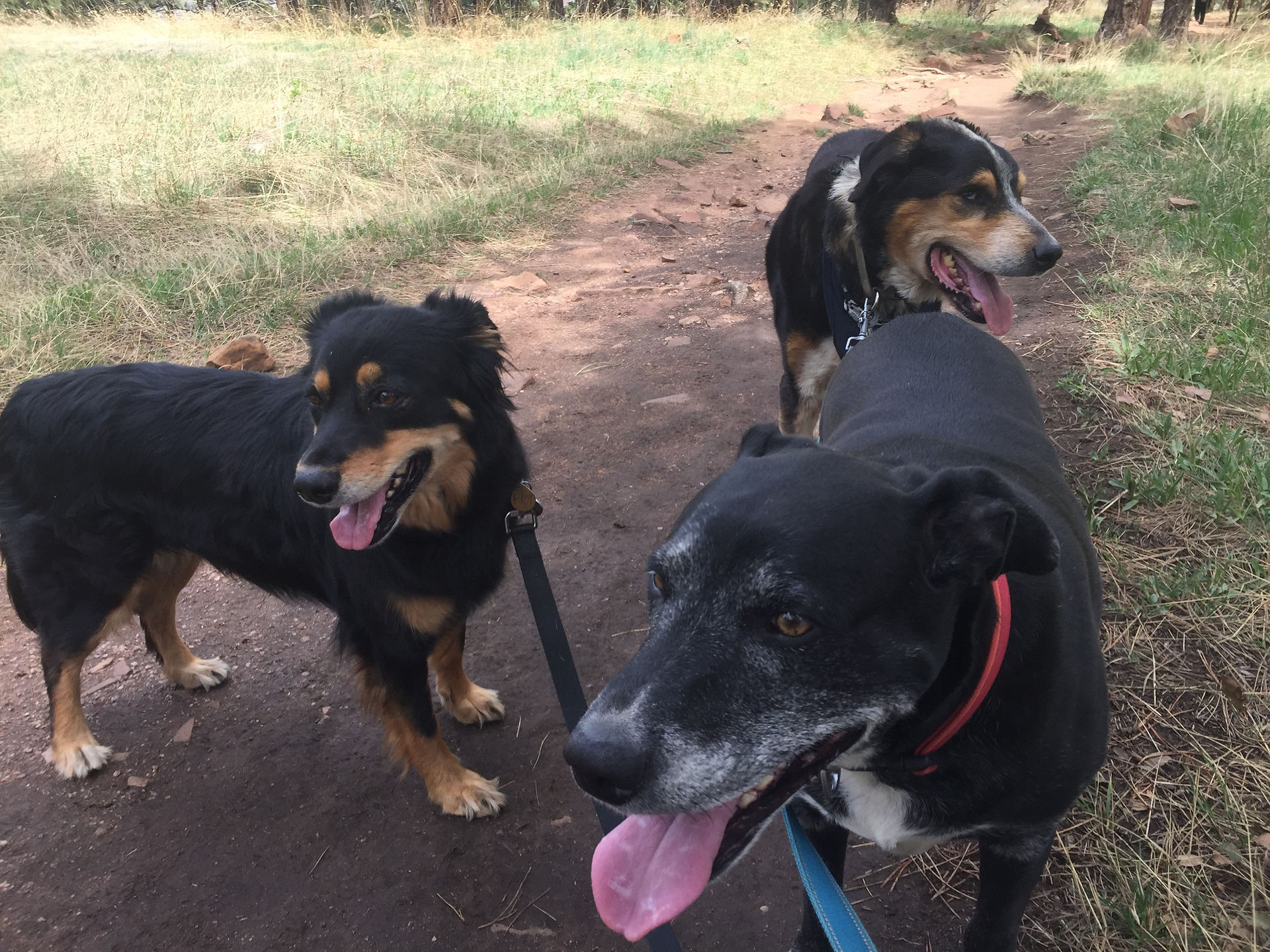 Riley, Dylan, Sputnik