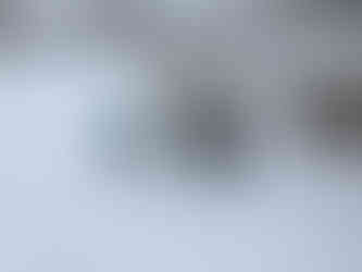 Rey, Milo, Zoey, Avo