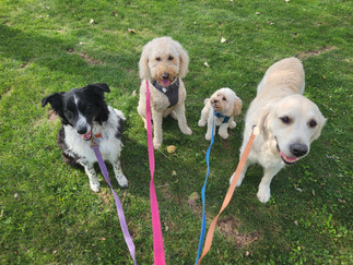 Ruffers, Zoey, Carl, Taco